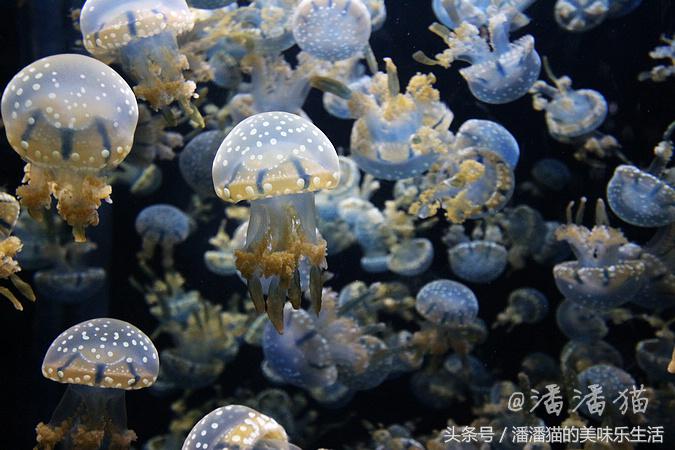 新加坡圣淘沙名胜世界小程序,新加坡圣淘沙必去的3个景点