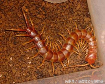 贯穿《西游》《封神》《水浒》三部书的蜈蚣精，到底是怎样一个狠角色？（1）