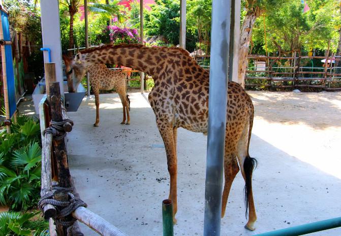 涓変簹澶╂动娴疯鏃呮父鏀荤暐,涓変簹澶╂动娴疯椋庢櫙瑙嗛