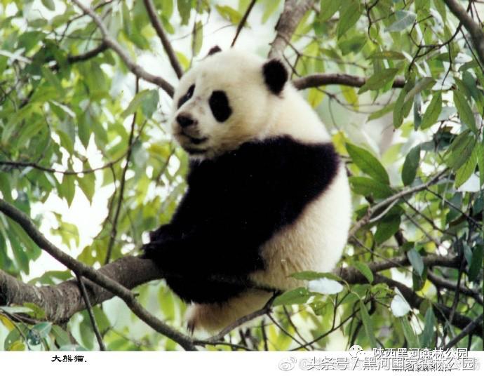 黑河风光,黑河自然风景