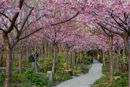 麻雀去旅行视频,麻雀去旅行