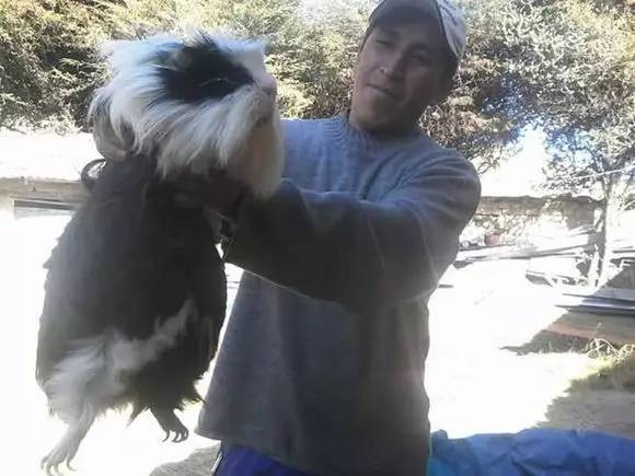 秘鲁豚鼠纪录片,豚鼠秘鲁荷兰猪