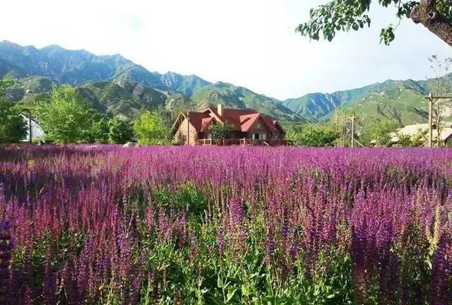 山语墅院,山语墅秘境民宿