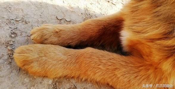 狗狗常见对称性皮炎,狗狗最常见的皮肤病有哪些