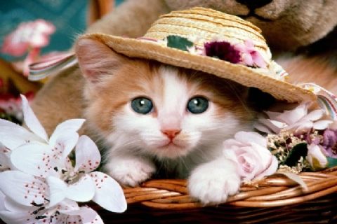 朋友圈如何装x,怎么在朋友圈装淑女