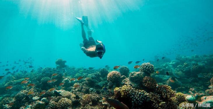 马尔代夫吃得最好的岛,马尔代夫哪个岛最好玩儿