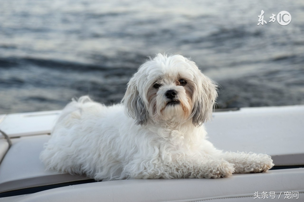 狗粮是怎么研发的,狗粮是怎么制成饲料的