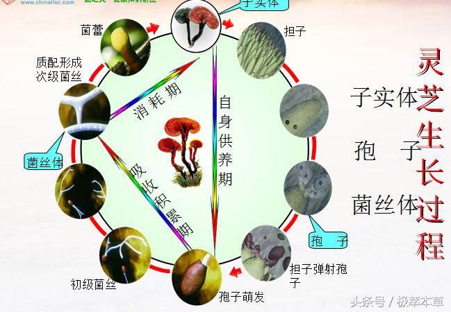极萃本草机:灵芝的生长周期灵芝并非越老越好