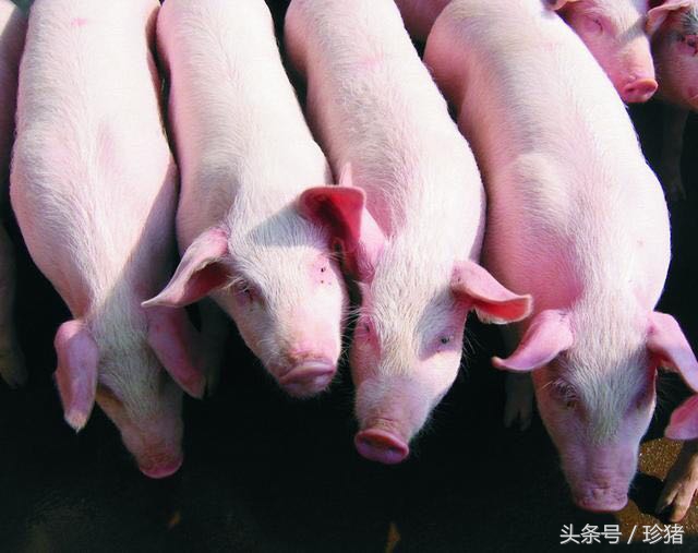 如何鉴别猪副嗜血杆菌病,育肥副猪嗜血杆菌的症状与治疗