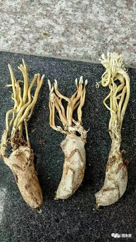 三明山上又一宝物被发现!原来它这么好