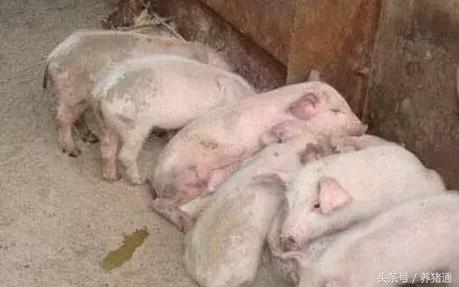 猪拉稀不用怕,猪拉稀又不吃怎么办