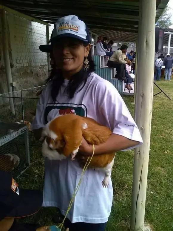 秘鲁巨型豚鼠介绍,秘鲁巨型豚鼠好养吗