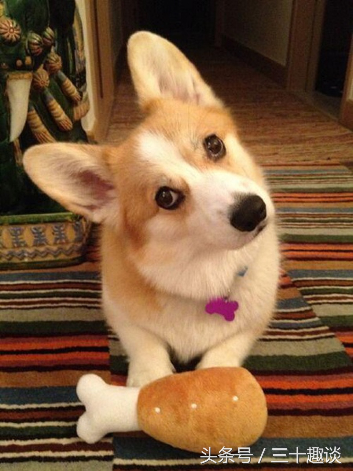 柯基犬怎么喂养吃什么狗粮最好,柯基犬应该狗笼喂养还是散养