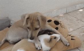 秘鲁豚鼠纪录片,豚鼠秘鲁荷兰猪