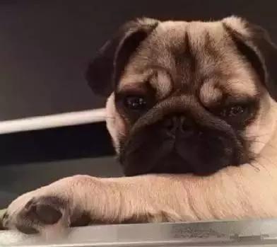 巴哥委屈吗,巴哥眼里泪汪汪的怎么回事