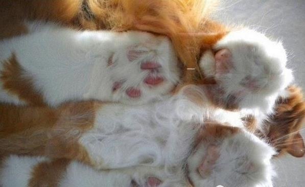 养猫房间要不要摆一些东西,养猫家里适合放什么家具