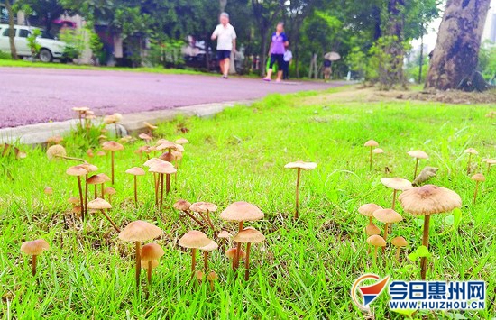 荔枝菌市场扩大条件,荔枝菌价格多少钱一斤