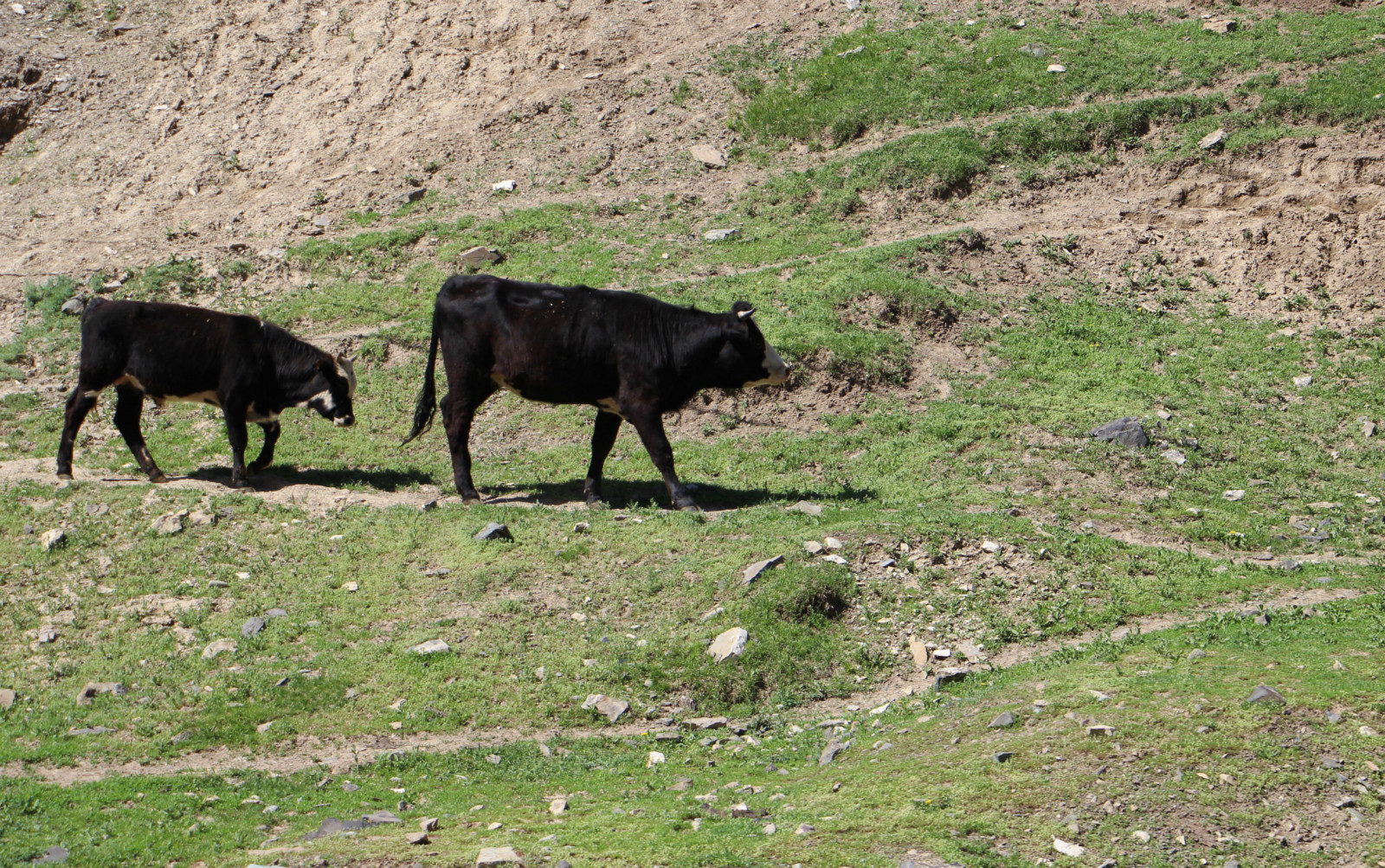 乌鲁木齐石人沟民俗,乌鲁木齐风情