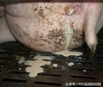 母猪泌乳期间能用阿维菌素驱虫吗,母猪奶水有问题打什么针