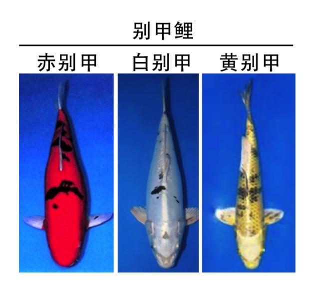 锦鲤是属于淡水鱼还是海鱼,锦鲤是中国还是日本的