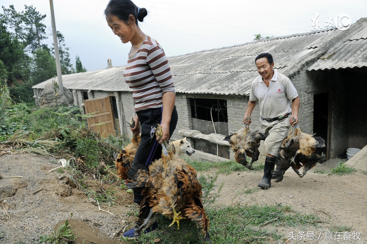 禽流感用什么中药,中药治疗禽流感实际案例效果