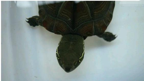 中华草龟和野生草龟的区别,草龟跟中华草龟有什么区别