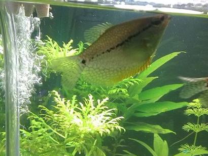 鱼为什么会把尾巴露出水面,鱼为啥总浮出水面呼吸