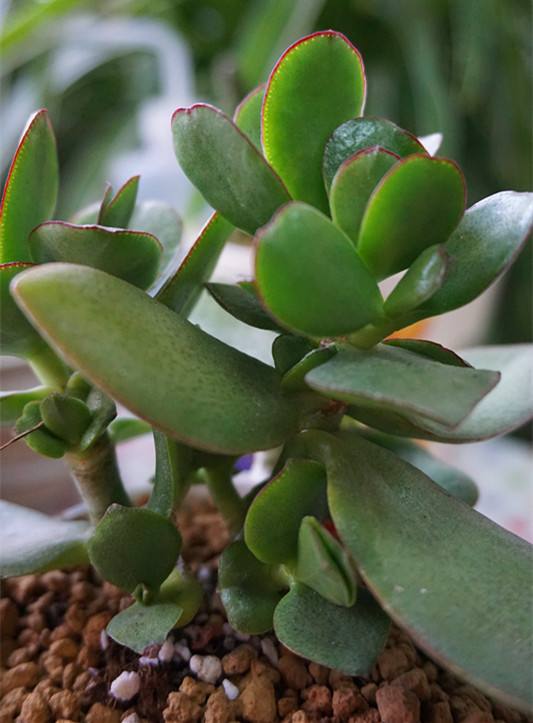 网红直播吃的芦荟的危害,误食芦荟