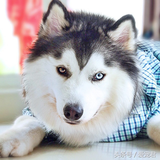 狗狗可以吃油的食物吗,狗狗可以吃带油食物吗