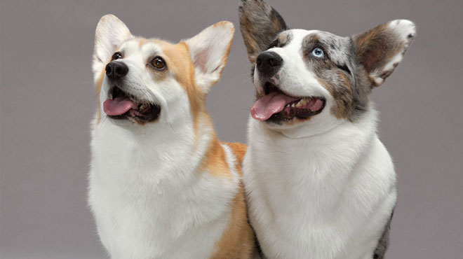 属狗人几月出生最有福运,属狗人出生每一月的解析