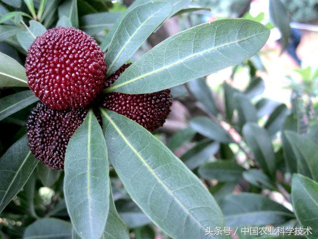 杨梅好吃树难栽下联,杨梅树难栽种么