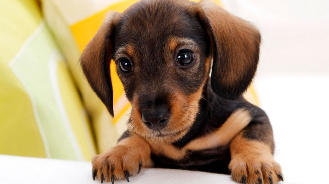 属狗人哪几个月份出生最好,属狗人出生每一月的解析