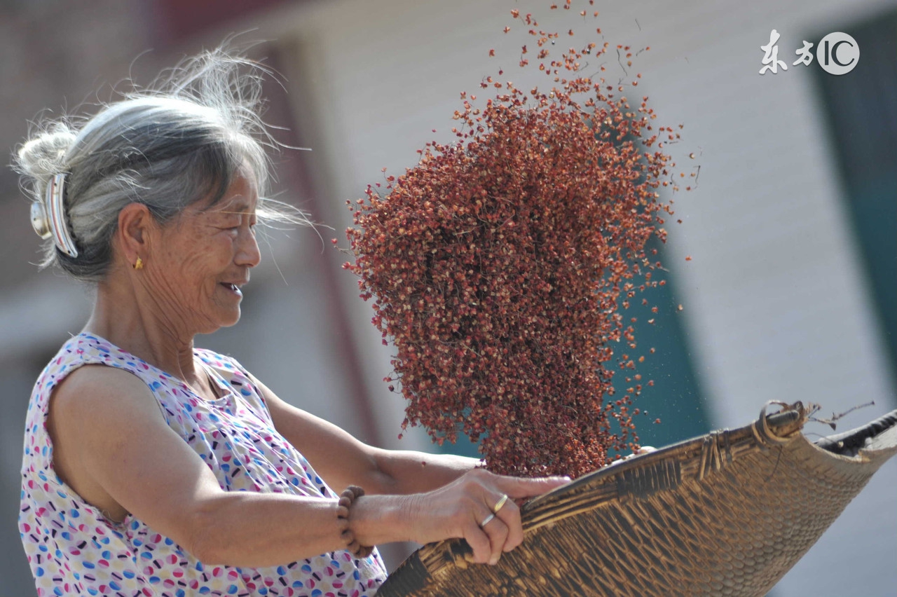 农村种的花椒和麻椒有什么区别,花椒和麻椒的区别在哪里