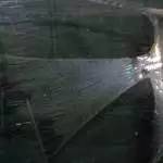 燕子神仙鱼怎么分公母,神仙燕子鱼的生活习性和特征