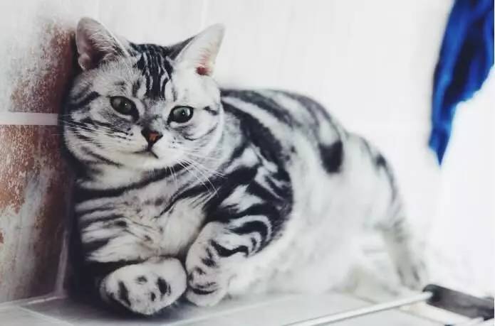 一只猫的生活意见读后感,一只猫的生命