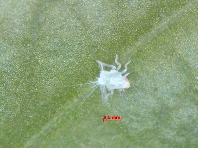 小跳虫长什么样,小跳虫是什么虫子