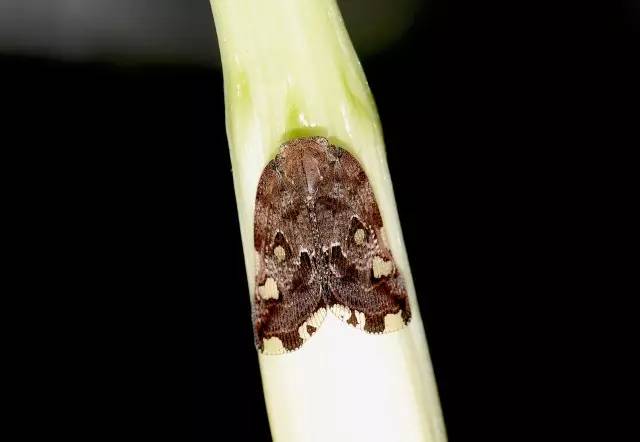 小跳虫长什么样,小跳虫是什么虫子