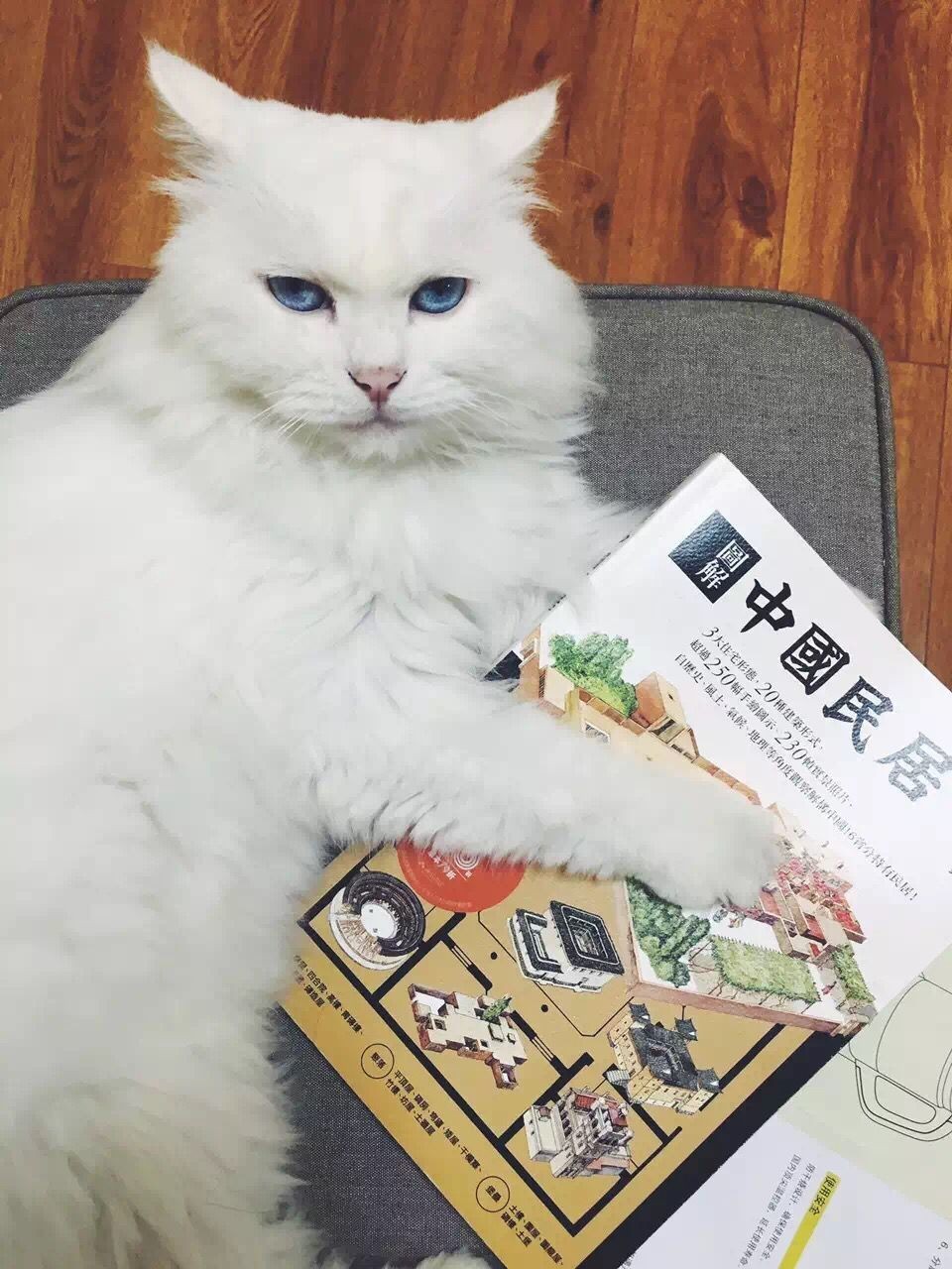 一只猫的生活意见读后感,一只猫的生命