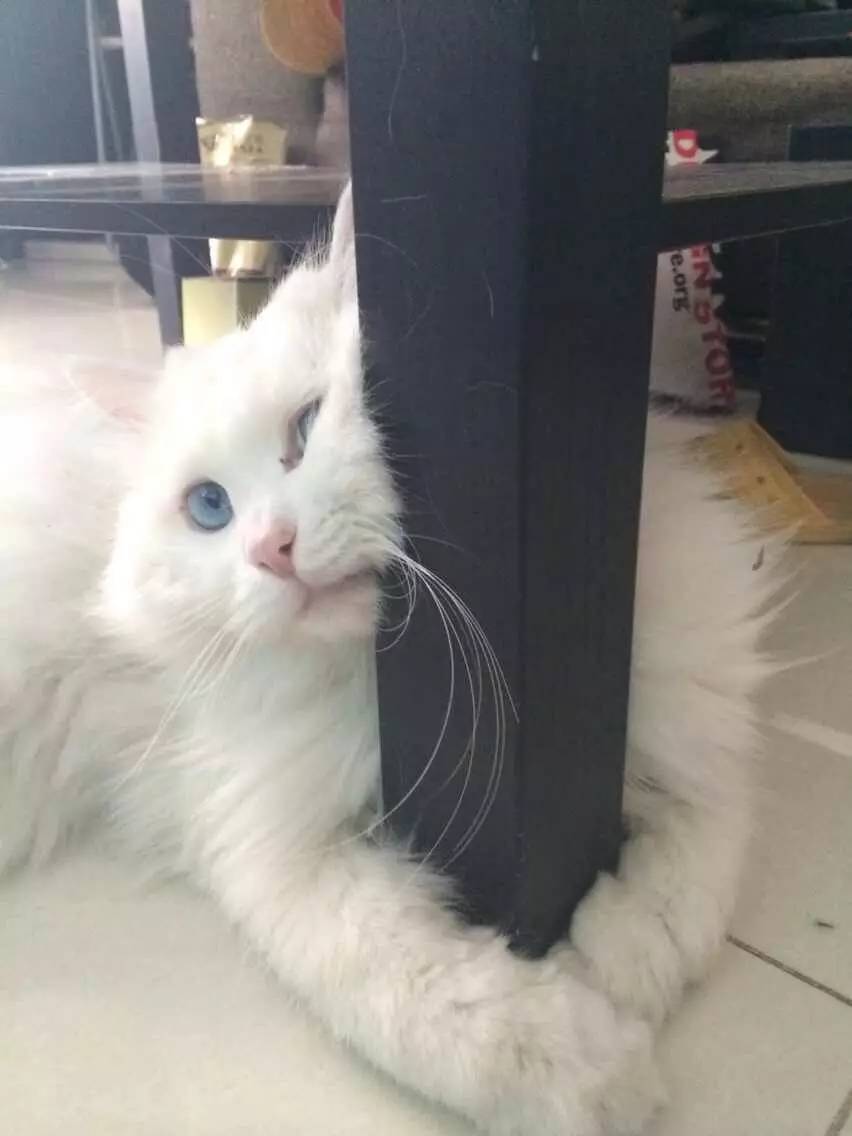 一只猫的生活意见读后感,一只猫的生命