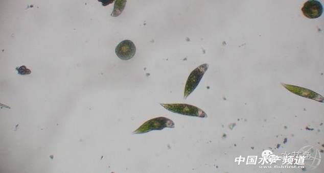 藻类中的各种带颜色的藻,不同藻类水色