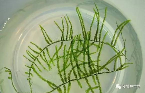 莫斯水草黑褐色,粉色莫丝水草