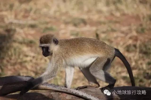 可能是最全的,肯尼亚坦桑尼亚动物百科。小地球耗时一周整理!