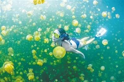 美人鱼帕劳旅游,美人鱼带你去水下世界