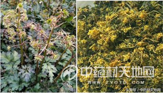 黄连市场行情报告 (全国黄连市场总需求量)