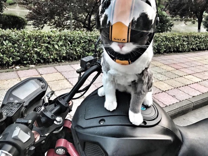 猫咪结扎之后需要注意什么,猫咪结扎前一定要打三联