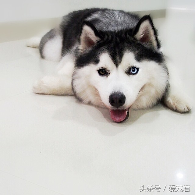 狗狗护食食谱大全,狗狗保护肠胃的食谱