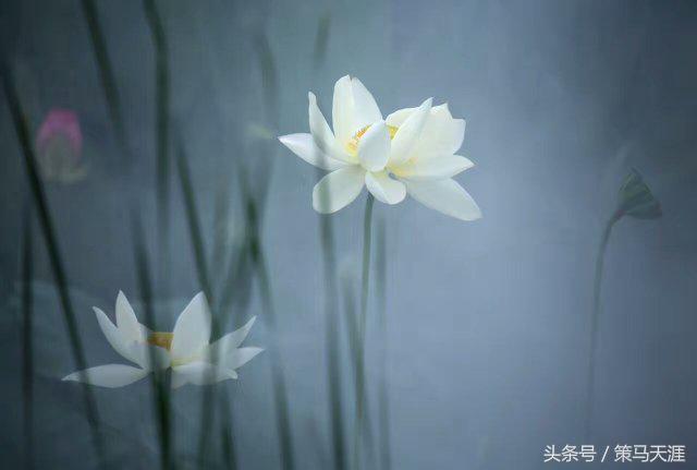 君子如荷出淤泥而不染图片,荷出淤泥而不染的隶书