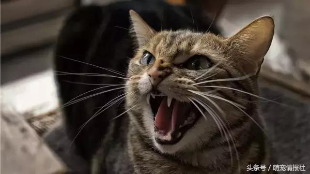 猫咪口臭怎么解决,猫咪牙齿