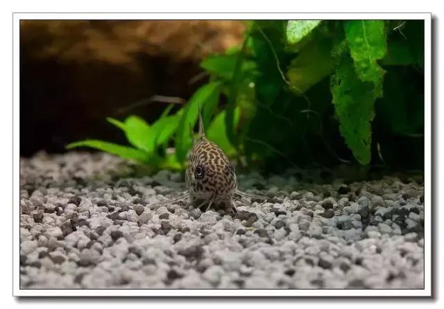 鼠鱼的发病季节,鼠鱼抗病