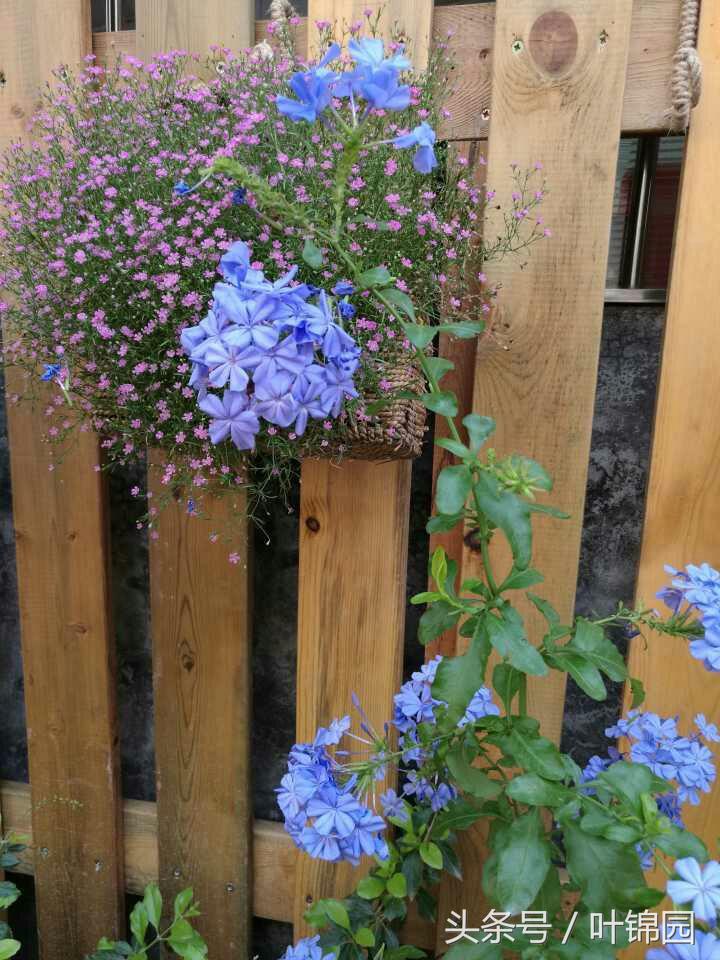 锦园，心得自在呼吸